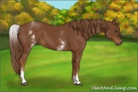 Horse Color:White Spotted Chestnut 