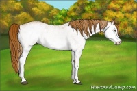 Horse Color:White Spotted Chestnut 