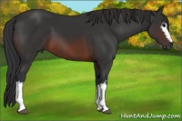 Horse Color:White Spotted Brown 