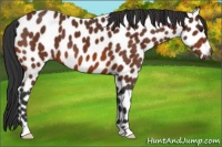 Horse Color:Bay Appaloosa