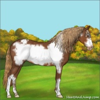 Horse Color:Chestnut Frame Appaloosa