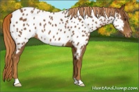 Horse Color:Chestnut Appaloosa