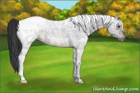Horse Color:White Spotted Brown Frame