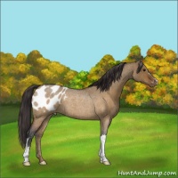 Horse Color:Brown Roan Dun Appaloosa 