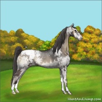 Horse Color:Smoky Blue Onyx Ice Appaloosa Rabicano 