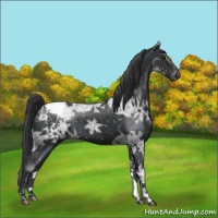 Horse Color:Black Ice Appaloosa Rabicano 