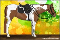 Horse Color:Chestnut Tobiano Appaloosa