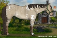 Horse Color:White Spotted Liver Red Dun Roan Rabicano Brindle