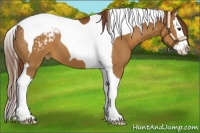 Horse Color:Chestnut Splash Tobiano Appaloosa 