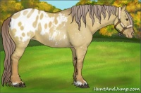Horse Color:Chocolate Palomino Roan Dun Blanket 
