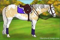 Horse Color:White Spotted Silver Buckskin Dun Sabino Splash Rabicano 