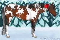 Horse Color:White Spotted Bay 