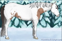 Horse Color:Bay Roan Splash Tobiano Appaloosa