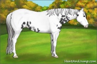 Horse Color:Smoky Black Splash Tobiano Appaloosa 