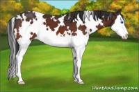 Horse Color:White Spotted Brown Splash 