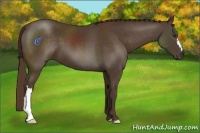 Horse Color:Liver Chestnut 