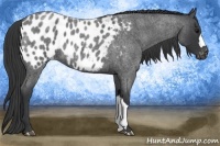 Horse Color:Blue Roan Near Leopard 