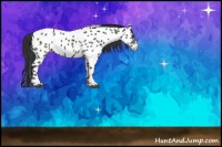 Horse Color:Black Sabino Appaloosa Rabicano
