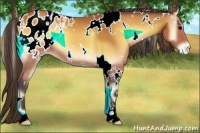 Horse Color:White Spotted Buckskin Onyx Appaloosa