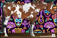 Horse Color:Gray White Spotted Buckskin 