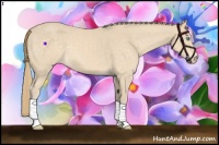 Horse Color:Perlino 