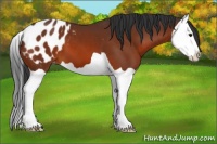 Horse Color:Bay Splash Appaloosa 
