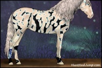 Horse Color:Watercolor Cremello Dun Sabino Appaloosa