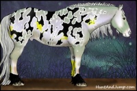 Horse Color:Watercolor Palomino Onyx Appaloosa 