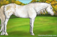 Horse Color:White Spotted Liver Chestnut Pearl Sabino Splash Rabicano