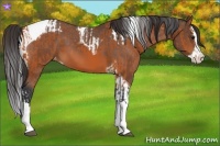 Horse Color:Bay Splash Tobiano Appaloosa  and Bay Splash Tobiano Appaloosa 