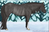 Horse Color:Smoky Black Rabicano 
