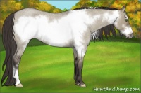 Horse Color:Smoky Grullo Roan Frame Rabicano