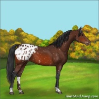 Horse Color:Bay Appaloosa 
