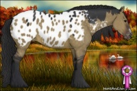 Horse Color:Brown Dun Sabino Appaloosa 