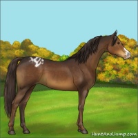 Horse Color:Liver Chestnut Appaloosa 
