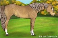 Horse Color:White Spotted Chocolate Palomino Varnish 
