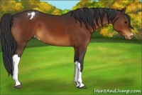 Horse Color:Brown Appaloosa 