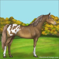 Horse Color:Chocolate Palomino Appaloosa
