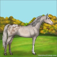 Horse Color:Silver Brown Dun Appaloosa 
