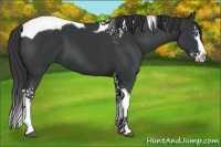 Horse Color:Black Splash Tobiano 