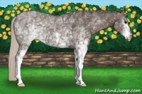 Horse Color:White Spotted Silver Black 