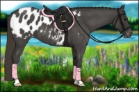 Horse Color:Smoky Blue Roan Appaloosa