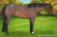 Horse Color:Bay Roan 