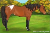 Horse Color:Bay Appaloosa 