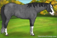 Horse Color:Blue Roan Splash 
