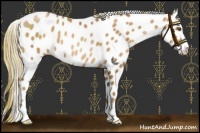 Horse Color:Liver Chestnut Pearl Sabino Leopard