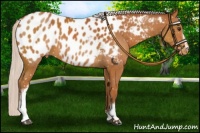 Horse Color:White Spotted Silver Bay Sabino Appaloosa
