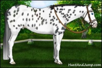 Horse Color:Black Splash Appaloosa 