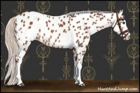 Horse Color:White Spotted Chocolate Silver Bay Appaloosa Rabicano