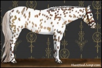Horse Color:Chocolate Silver Brown Appaloosa 